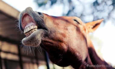 Уход за зубами лошади.популярная стоматология
