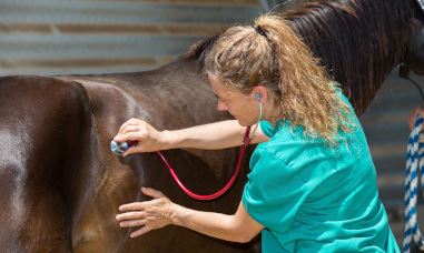 Основы ветеринарной помощи лошадям