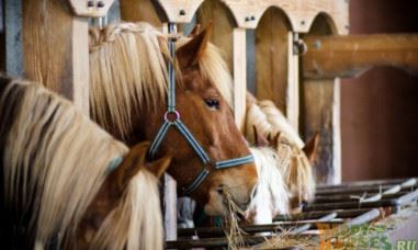 Основы кормления спортивных лошадей