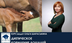 ДИЕТИЧЕСКОЕ КОРМЛЕНИЕ ЛОШАДЕЙ
