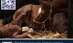 Приглашаем на КУРС профессиональной переподготовки «ЗООТЕХНИЯ В КОНЕВОДСТВЕ» 02 февраля - 29 мая 2026 года!