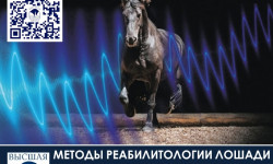Приглашаем 05-06 февраля 2026 года на курс: "МЕТОДЫ РЕАБИЛИТОЛОГИИ ЛОШАДИ. АППАРАТНАЯ ФИЗИОТЕРАПИЯ"